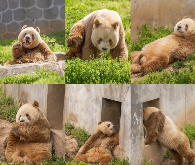 Best of China With Pandas
